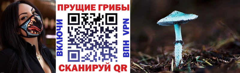 Галлюциногенные грибы Psilocybine cubensis  Александровск-Сахалинский 