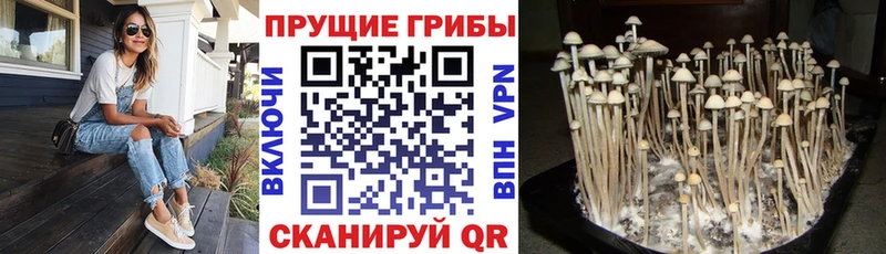 Галлюциногенные грибы MAGIC MUSHROOMS Александровск-Сахалинский